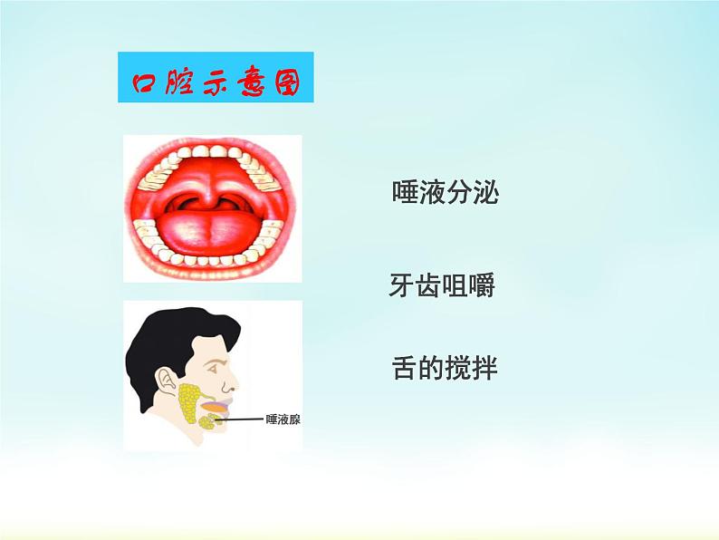 初中生物冀少儿版七年级下册 食物的消化食物在口腔中的消化部优课件04