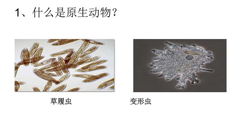 初中生物沪教版八年级下册《原生动物》部优课件第4页
