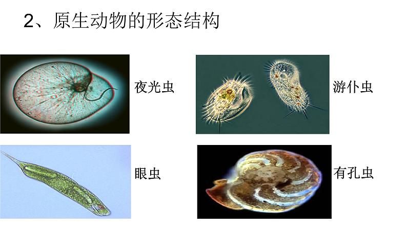 初中生物沪教版八年级下册《原生动物》部优课件第5页