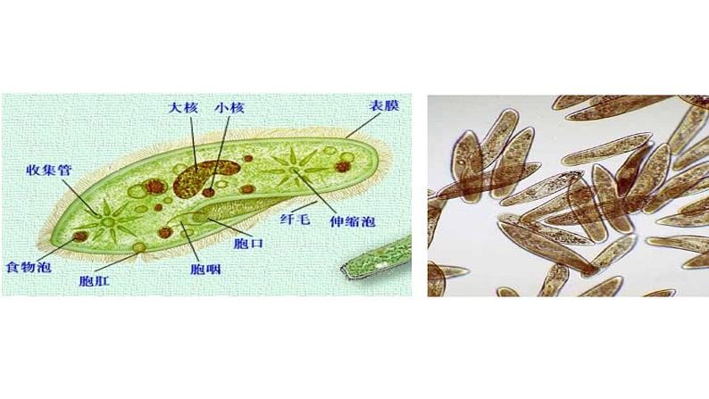 初中生物沪教版八年级下册《原生动物》部优课件第6页