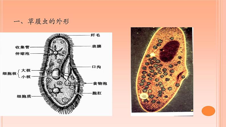 初中生物沪教版八年级下册《原生动物》部优课件第8页