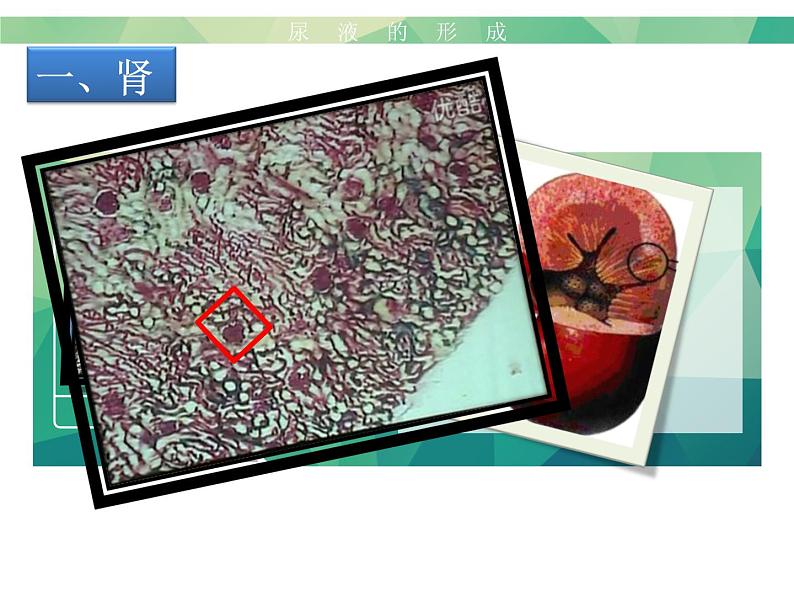 初中生物济南版七年级下册 尿液的形成和排出部优课件第6页