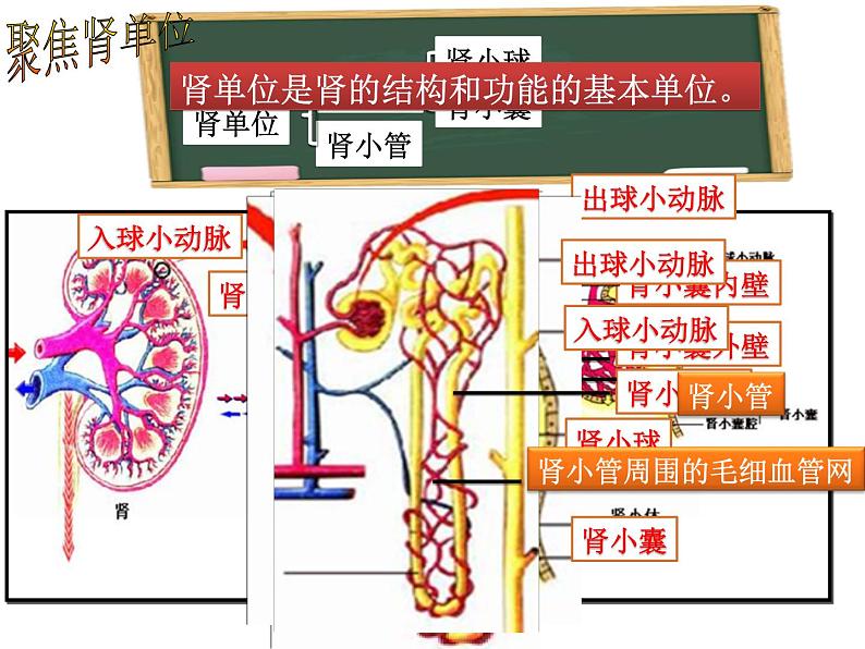 初中生物济南版七年级下册 尿液的形成和排出部优课件第7页