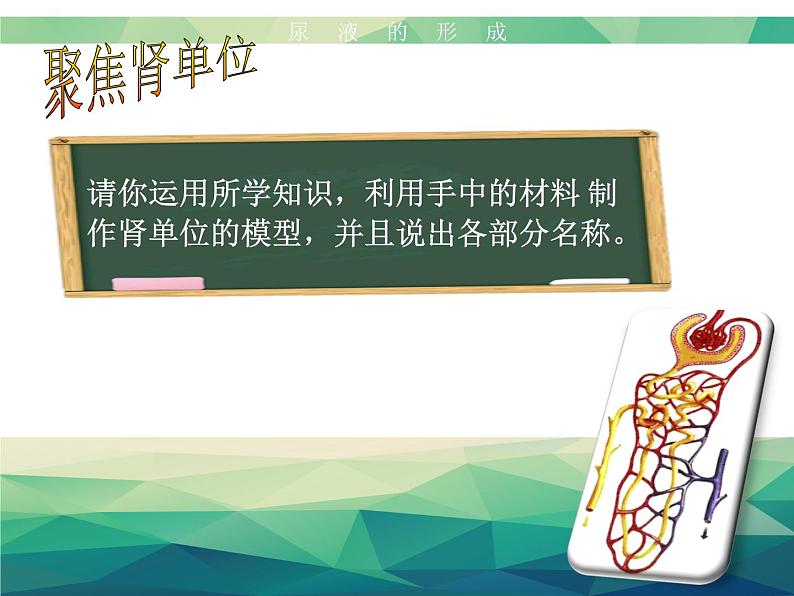 初中生物济南版七年级下册 尿液的形成和排出部优课件第8页