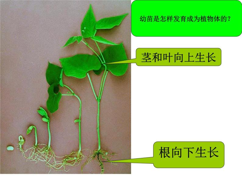 初中生物鲁科版六年级下册 植株的生长部优课件03