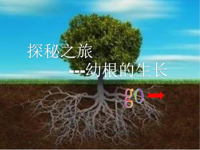 初中生物鲁科版六年级下册 植株的生长部优课件06