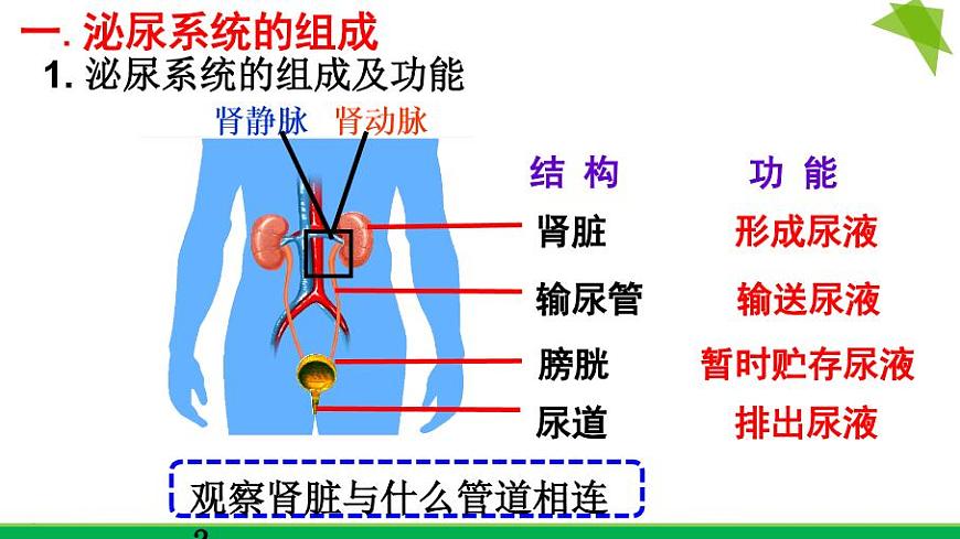 初中生物魯科版七年級上冊 尿的形成和排出部優(yōu)課件第3頁
