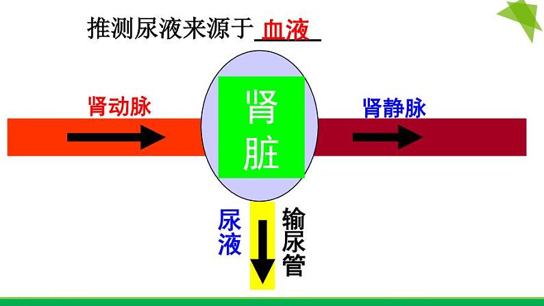 初中生物鲁科版七年级上册 尿的形成和排出部优课件第4页