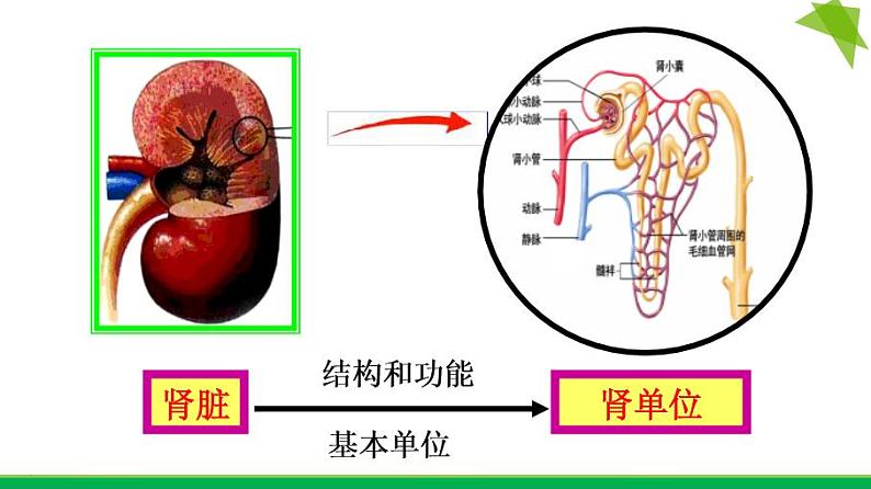 初中生物鲁科版七年级上册 尿的形成和排出部优课件第6页