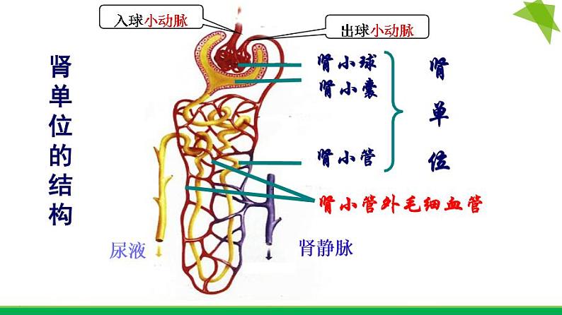初中生物鲁科版七年级上册 尿的形成和排出部优课件第7页