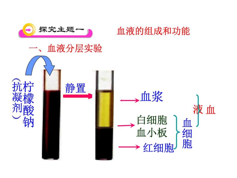 初中生物济南版七年级下册 物质运输的载体部优课件04