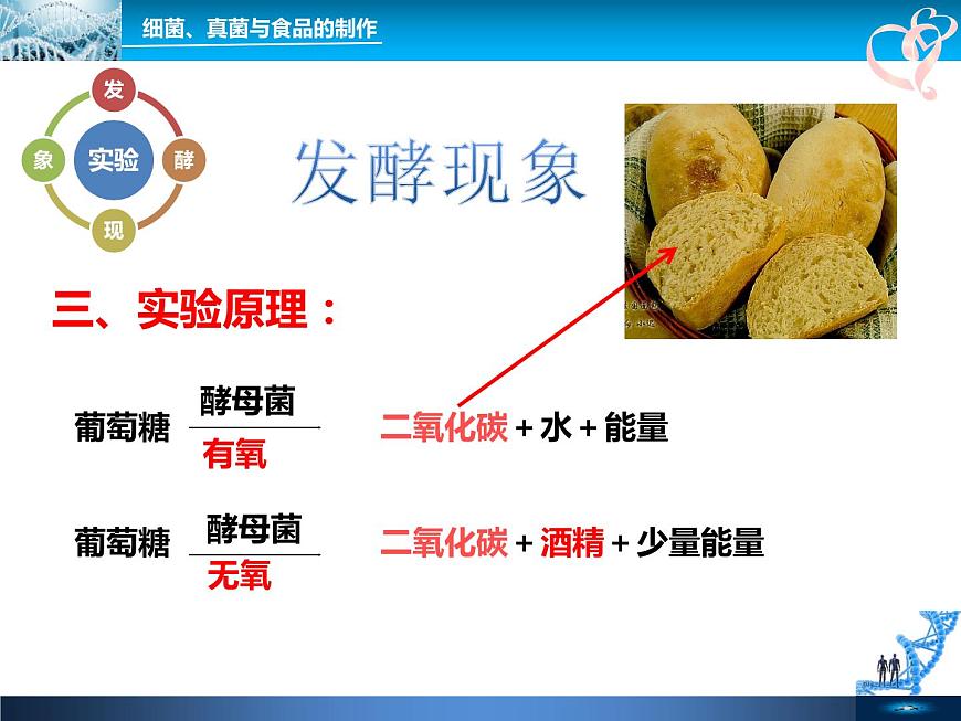 初中生物魯科版七年級(jí)下冊(cè) 人類對(duì)細(xì)菌和真菌的利用部?jī)?yōu)課件第7頁
