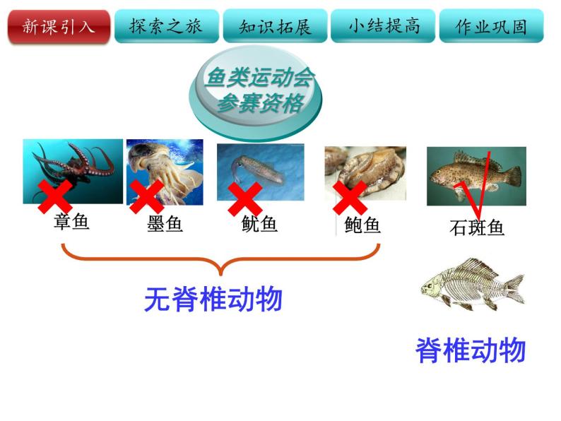 初中生物济南版七年级上册鱼类部优课件03