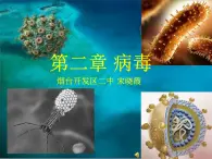 初中生物鲁科版七年级下册第二章 病毒部优课件