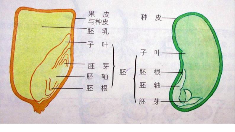 初中生物济南版八年级上册 种子的萌发部优课件01