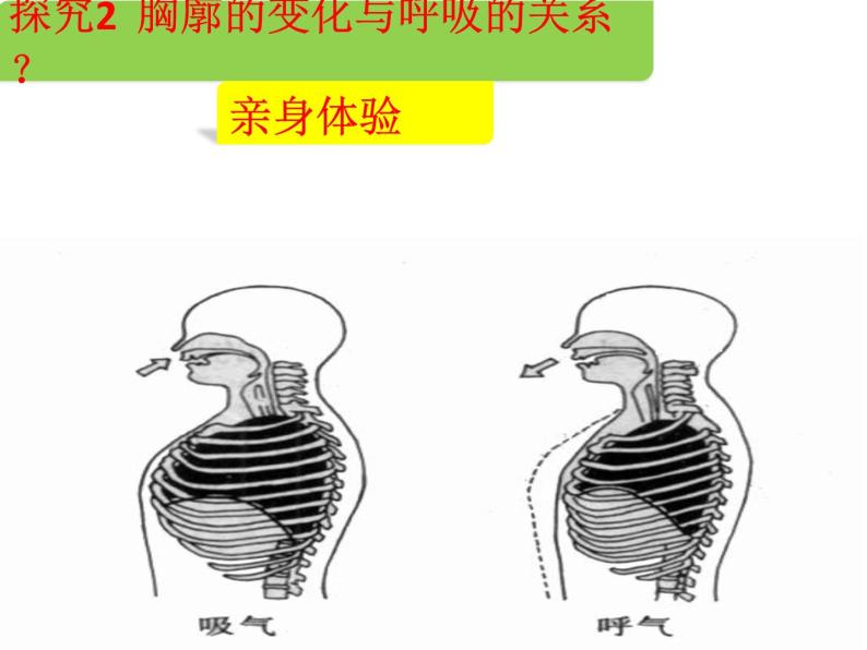 初中生物济南版七年级下册 人体与外界的气体交换部优课件07