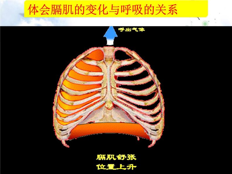 初中生物济南版七年级下册 人体与外界的气体交换部优课件08