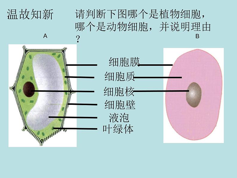 初中生物鲁科版六年级上册 细胞的生活部优课件第1页