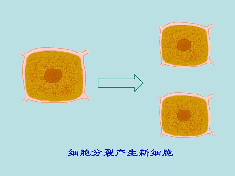 初中生物鲁科版六年级上册 细胞的生活部优课件第3页