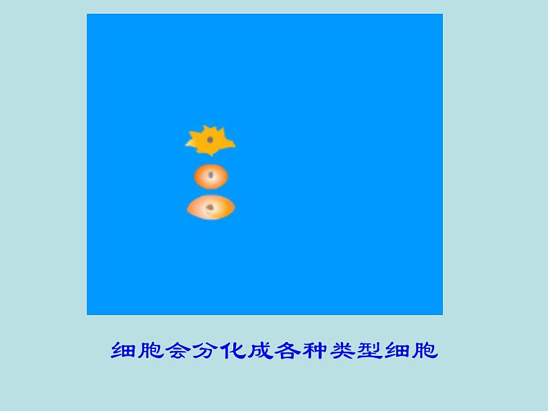 初中生物鲁科版六年级上册 细胞的生活部优课件第4页