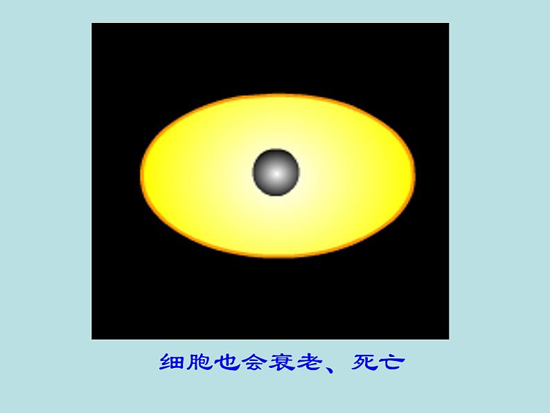 初中生物鲁科版六年级上册 细胞的生活部优课件第5页