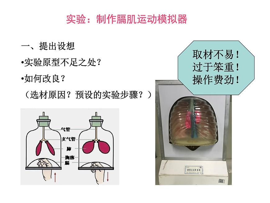 初中生物魯科版七年級(jí)上冊(cè) 發(fā)生在肺內(nèi)的氣體交換模擬膈肌的運(yùn)動(dòng)部優(yōu)課件第2頁