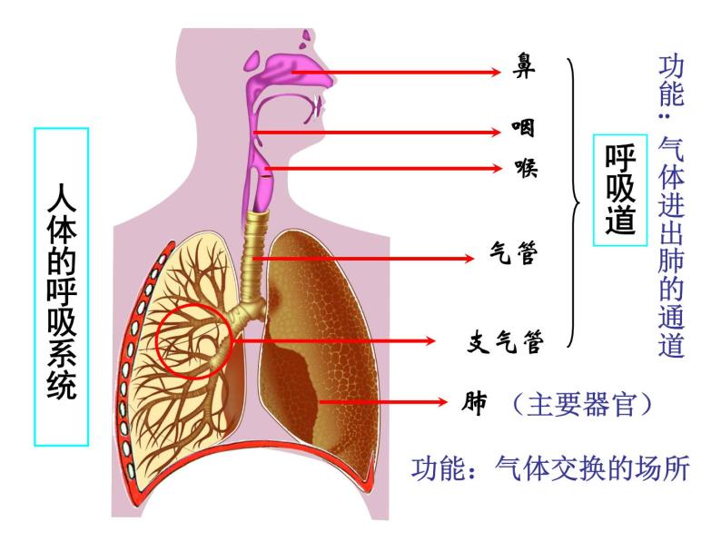 初中生物苏科版七年级上册 人体的呼吸部优课件03