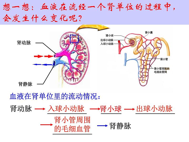 初中生物苏科版八年级上册 人体内废物的排出部优课件04