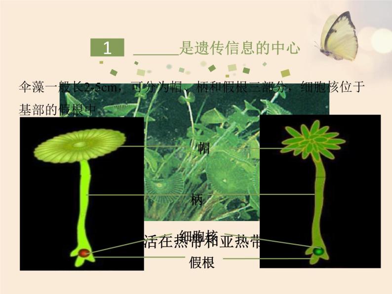 初中生物苏教版八年级下册 DNA是主要的遗传物质部优课件06