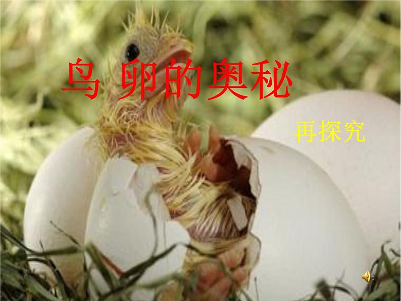 初中生物苏科版八年级上册 动物的生殖——鸟卵再探究部优课件第1页