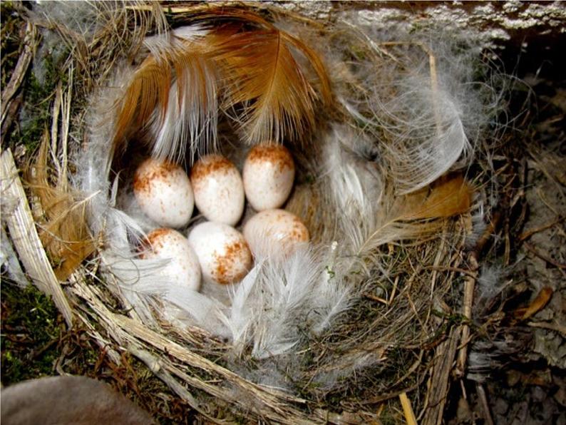 初中生物苏科版八年级上册 动物的生殖——鸟卵再探究部优课件第8页