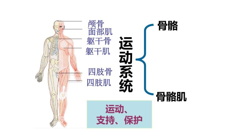 初中生物苏教版七年级下册 人体概述部优课件05