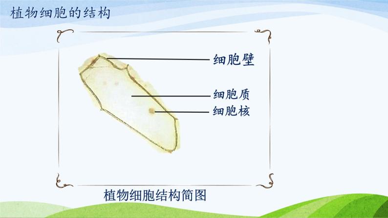 初中生物苏教版七年级上册 植物细胞的结构和功能部优课件07