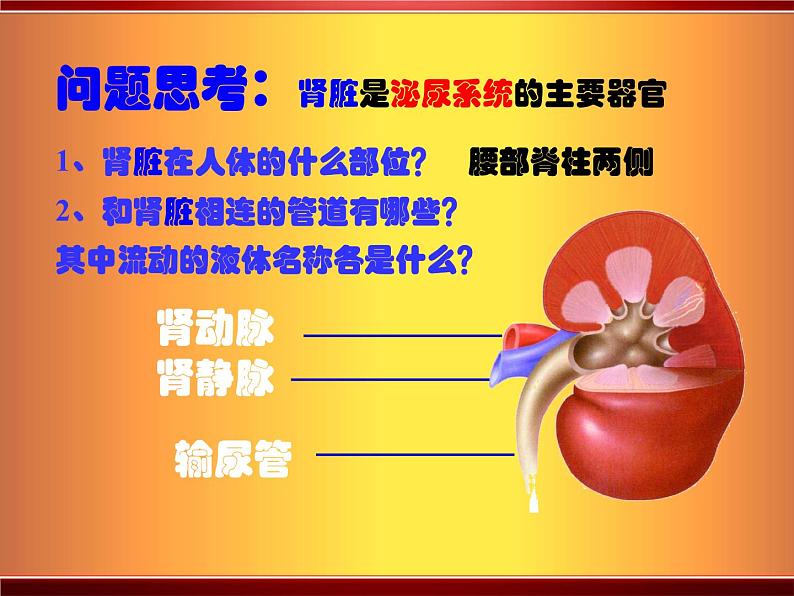 北师大版七下生物 11.2尿的形成与排出 课件03