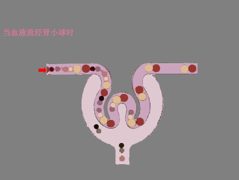 北师大版七下生物 11.2尿的形成与排出 课件06