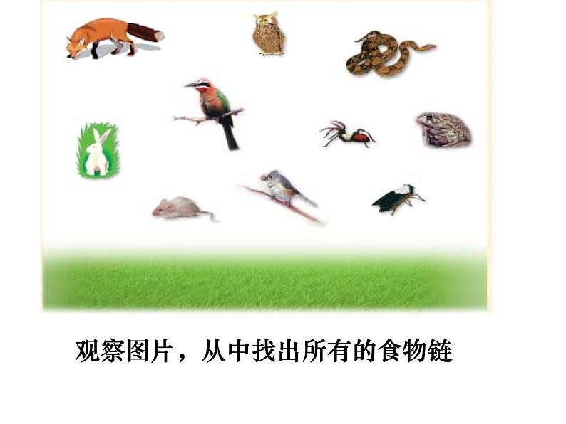 北师大版八下生物 23.3生态系统的结构和功能 课件第3页