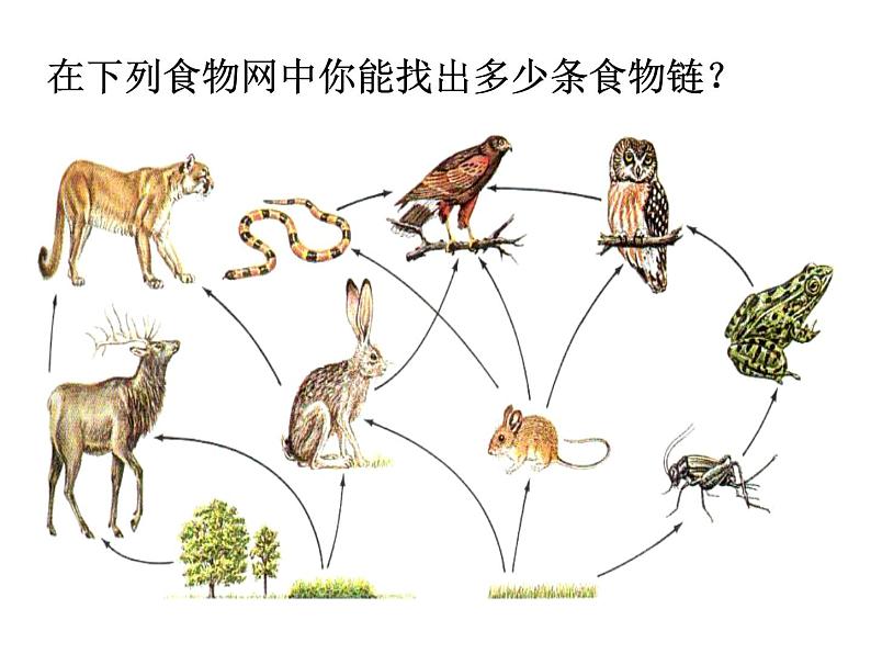 北师大版八下生物 23.3生态系统的结构和功能 课件第5页