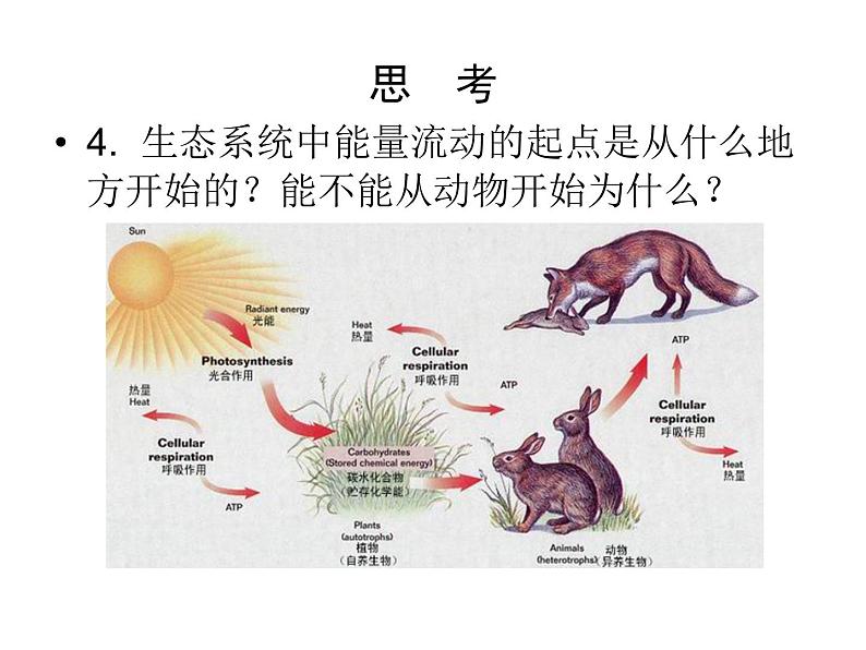 北师大版八下生物 23.3生态系统的结构和功能 课件第8页