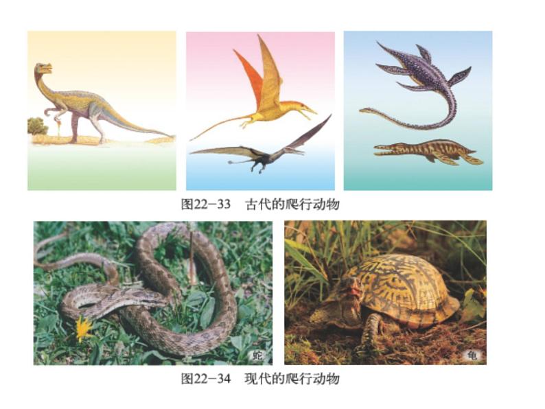 北师大版八下生物 22.4动物的主要类群 课件第7页