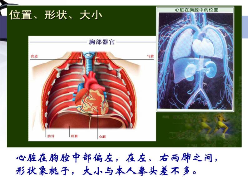 济南版七下生物 3.2物质运输的器官 课件04