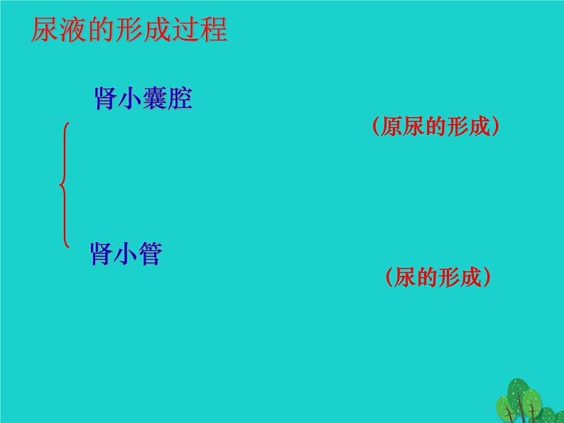济南版七下生物 4.1尿液的形成和排出 课件第4页