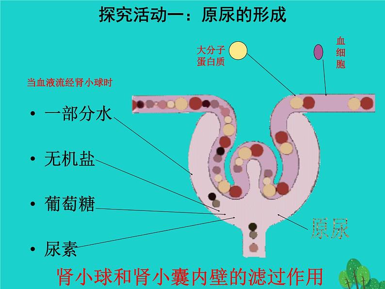 济南版七下生物 4.1尿液的形成和排出 课件第6页