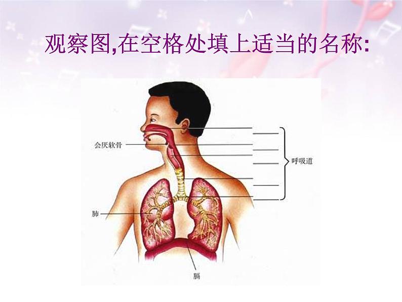 人教版七下生物 3.1呼吸道对空气的处理 课件03
