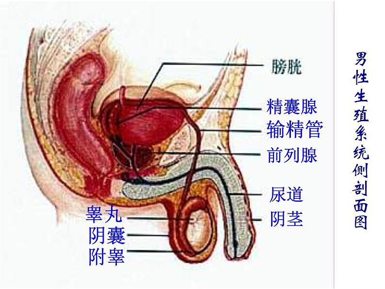 人教版七下生物 1.2人的生殖 课件第6页