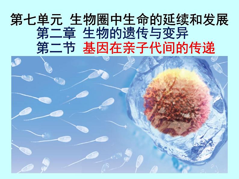 人教版八下生物 7.2.2基因在亲子代间的传递 课件第1页