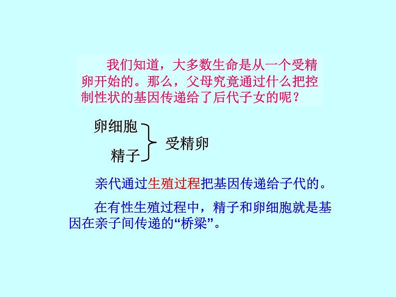 人教版八下生物 7.2.2基因在亲子代间的传递 课件第3页