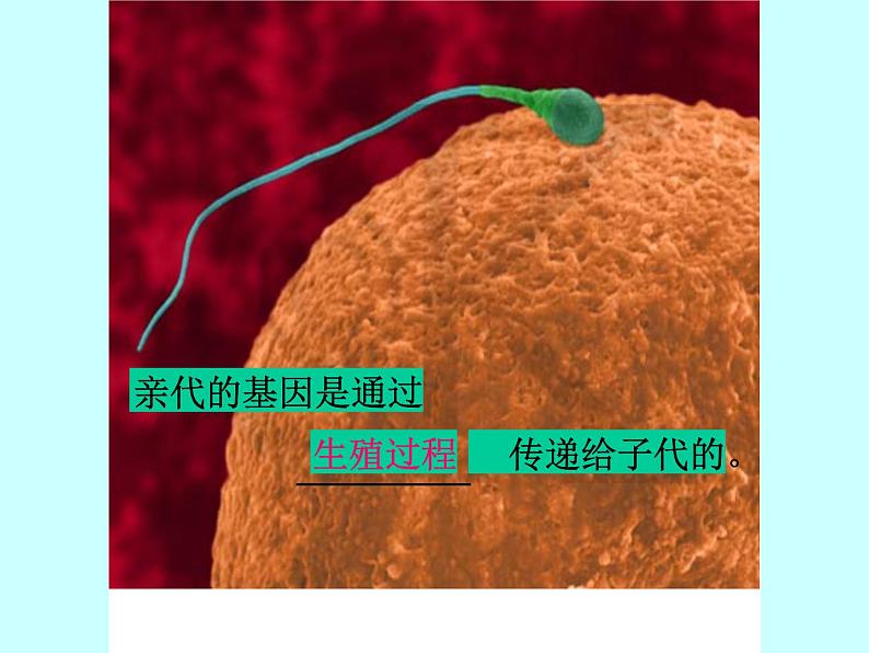 人教版八下生物 7.2.2基因在亲子代间的传递 课件第4页