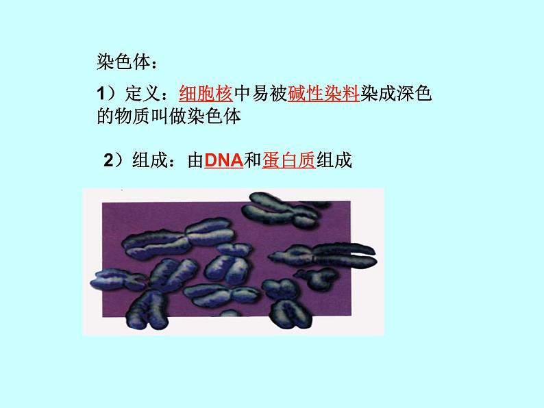 人教版八下生物 7.2.2基因在亲子代间的传递 课件第6页