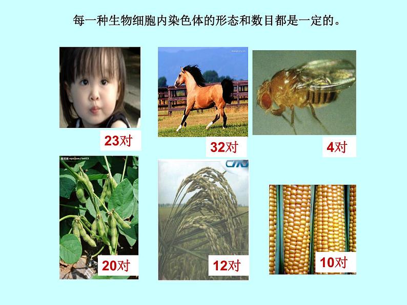 人教版八下生物 7.2.2基因在亲子代间的传递 课件第8页