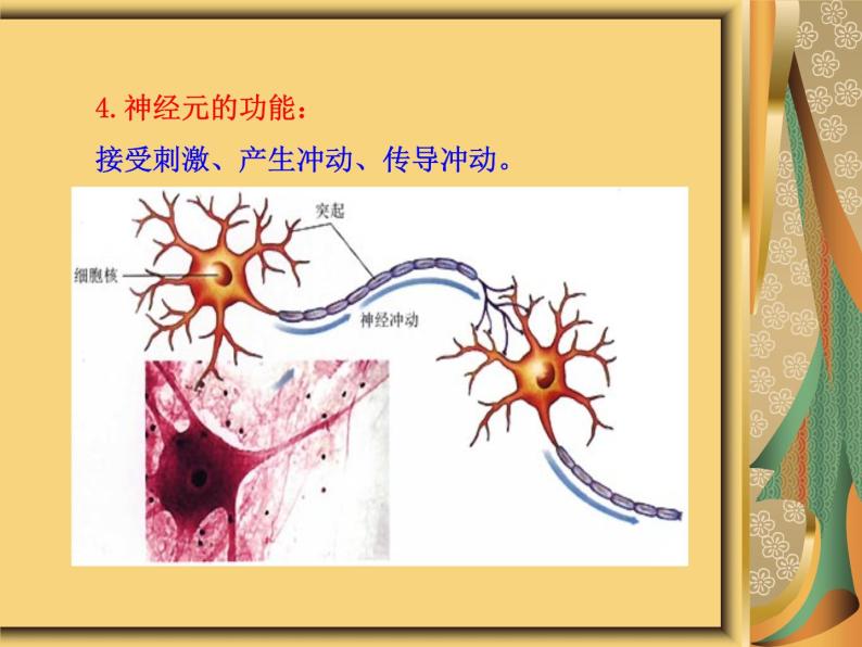 苏教版七下生物 12.2人体的神经调节 课件08